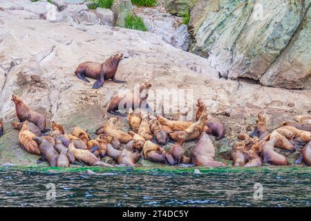 Steller Sea Lions, Eumetopias jubatus, in der Nähe von Juneau, Alaska. Dieser Seelöwe ist das größte Mitglied der Familie der Otariidae, der „Ohrenrobben“ Stockfoto