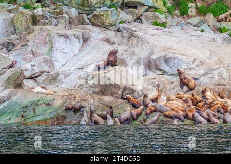 Steller Sea Lions, Eumetopias jubatus, in der Nähe von Juneau, Alaska. Dieser Seelöwe ist das größte Mitglied der Familie der Otariidae, der „Ohrenrobben“ Stockfoto
