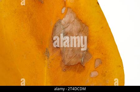 Detail des englischen Efeu, Hedera Helix, Pilzkrankheit, Naturdetails. Stockfoto