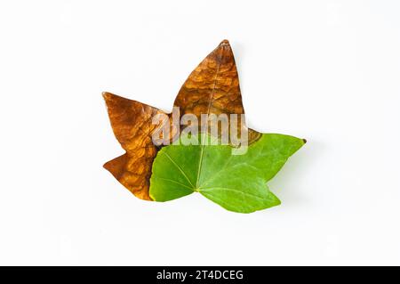 Detail des englischen Efeu, Hedera Helix, Blatt auf weißem Hintergrund, Pilzkrankheit, Naturdetails. Stockfoto