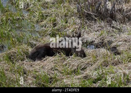 Elch im Grand Tetons National Park Stockfoto