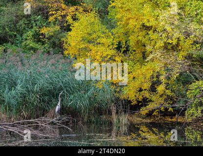 Ein großer Blaureiher (Ardea herodias) sitzt auf einem gefallenen Baumzweig an einem Teich im Oldfield Oaks Forest Preserve im DuPage County, Illinois Stockfoto