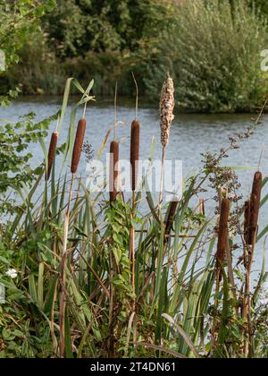 Eine Gruppe von Bulruschs, die am Rande eines Sees in Herefordshire wachsen Stockfoto