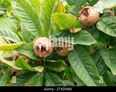 Die glänzend grünen Blätter und die rauen runden Früchte der Medlar - Mespilus germanica Stockfoto