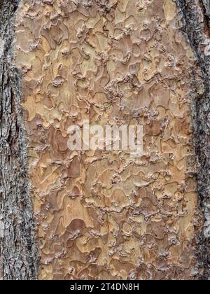 Eine Nahaufnahme der hellbraunen, schuppigen Rinde von Pinus ponderosa, der Westlichen Gelbkiefer. Stockfoto