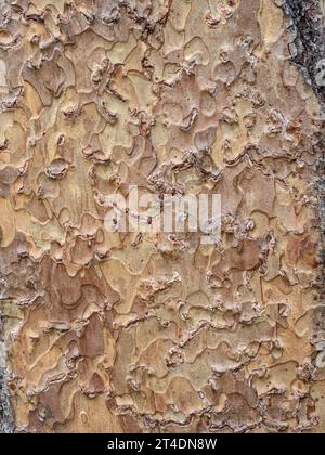 Eine Nahaufnahme der hellbraunen, schuppigen Rinde von Pinus ponderosa, der Westlichen Gelbkiefer. Stockfoto