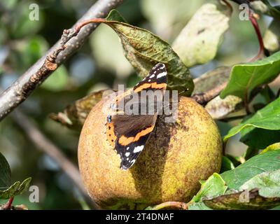 Ein roter Admiral-Schmetterling (Vanessa atalanta) spreizt seine Flügel im Sonnenschein auf einem Apfel Stockfoto