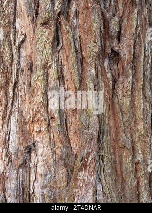 Eine Nahaufnahme der braunen Rinde von Sequoiadendron giganteum, dem Riesenmammutbaum. Stockfoto
