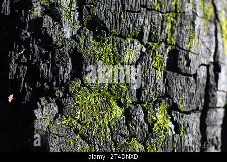 Hellgrünes Moos wächst auf einem schwarz verkohlten Baum aus nächster Nähe Stockfoto