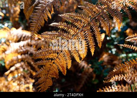 Farnfarn in Herbstfarben, norfolk, england Stockfoto