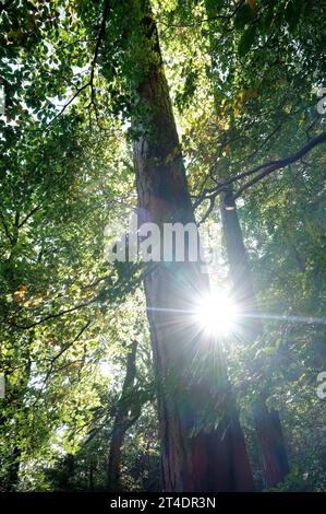 sonnenschein durch Bäume in Waldlandschaft, norfolk, england Stockfoto