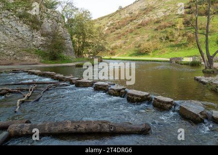 Die berühmten Trittsteine über den Fluss Dove im Dovedale Valley, Peak District, Derbyshire, England Stockfoto