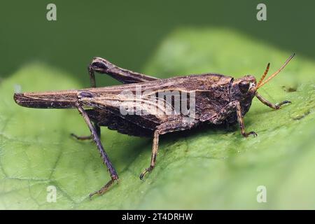 Schlanker Groundhopper (Tetrix subulata) auf Pflanzenblatt. Tipperary, Irland Stockfoto