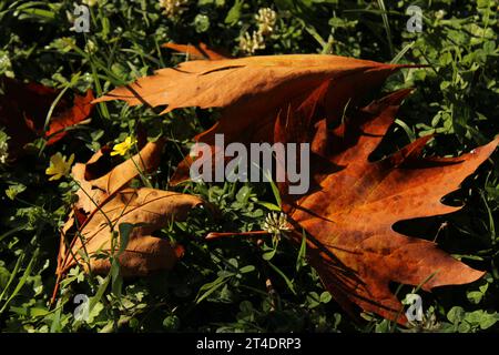 Ich ging durch den Park und zufällig sah ich 3 Blätter auf dem Boden, von denen ich ein Foto machen musste, damit der Herbst 2023 schön beginnen kann Stockfoto