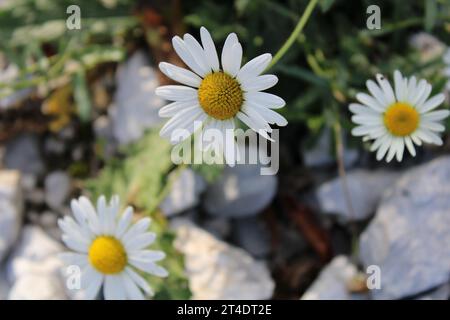 ich habe Makroblume im Felsen gemacht schöne Blume Garten Blume Makro Shooting Nahaufnahme von Blume Blume im Regen Wind Blume Zoom Blume Rosen Stockfoto