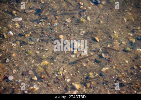 Fische schwimmen im flachen Flusswasser in der Nähe des Ufers Stockfoto