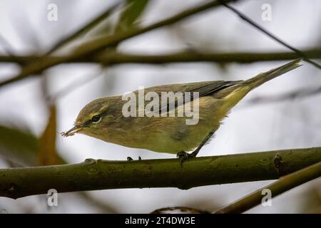 Chiffchaff mit Insekten im Schnabel (Phylloscopus collybita) Stockfoto