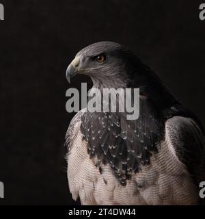 Chilenischer Blauadler Porträt (Geranoaetus melanoleucus australis) Stockfoto