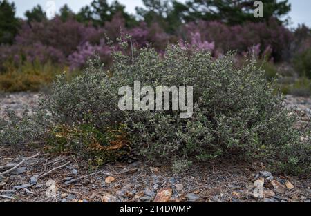 Wollfelsen-Rose, Cistus lasianthus. Es ist eine Art blühender Pflanze aus der Familie der Cistaceae, die auf der Iberischen Halbinsel (Portugal, westliche Sp Stockfoto