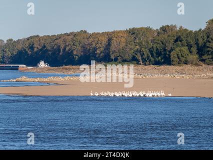 Eine große Gruppe amerikanischer weißer Pelikane am Rande der Sandbank aufgrund des niedrigen Wasserspiegels auf dem Mississippi River im Jahr 2023, als ein Binnenschiff vorbeifährt Stockfoto