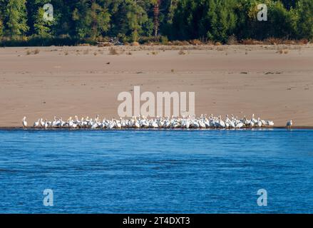 Große Gruppe von amerikanischen weißen Pelikanen am Rande der Sandbank aufgrund des niedrigen Wasserspiegels am Mississippi-Fluss im Jahr 2023 Stockfoto