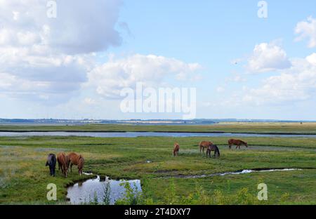 Pferde in den Feuchtgebieten der Insel Poel in Deutschland Stockfoto