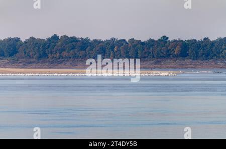 Große Gruppe von amerikanischen weißen Pelikanen am Rande der Sandbank aufgrund des niedrigen Wasserspiegels am Mississippi River im Jahr 2023 in der Nähe von Greenville, MS Stockfoto