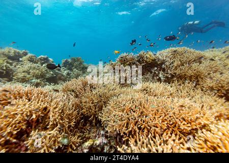 Taucher schwimmen an der wunderschönen Landschaft gesunder Staghornkorallen auf tropischen Korallenriffen vorbei Stockfoto