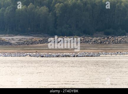 Große Gruppe von amerikanischen weißen Pelikanen am Rande der Sandbank aufgrund des niedrigen Wasserspiegels am Mississippi River im Jahr 2023 in der Nähe von Greenville, MS Stockfoto