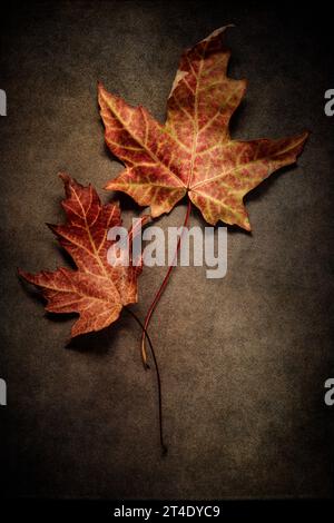 Herbststillleben mit zwei Ahornblättern Stockfoto