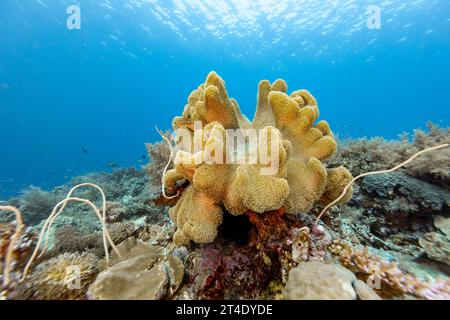 Große Fliegenpilze Lederkorallen, Sarcophyton glaucum, Aufschluss auf Korallenriffen in blauen tropischen Gewässern Stockfoto