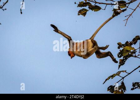 Wilder Proboscis-Affe, Nasalis larvatus, der im Regenwald von Borneo von Baum zu Baum springt Stockfoto