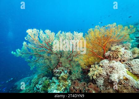 Riesige bunte Gorgonien-Fächerkorallen breiten sich breit aus und ernähren sich von Plankton, das an Strömungen über einem tropischen Korallenriff vorbeiströmt Stockfoto