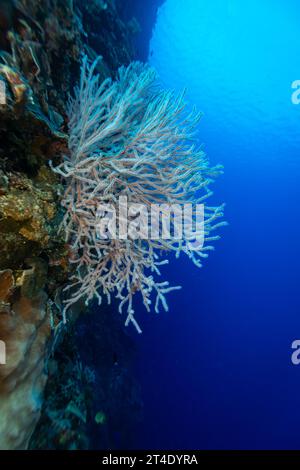Riesige bunte Gorgonien-Fächerkorallen breiten sich breit aus und ernähren sich von Plankton, das an Strömungen über einem tropischen Korallenriff vorbeiströmt Stockfoto
