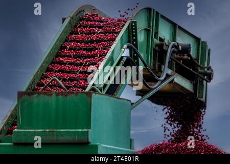 Cranberry Harvest Herbst – geerntete Cranberries werden aus dem Moor gesaugt und mit einer Aufzugsmaschine in Lkws befördert. Stockfoto