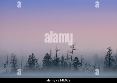 Pine Barrens NJ - aus der Vogelperspektive auf die wunderschönen immergrünen, die bei Tagesanbruch von Nebel bedeckt sind, in Pine Barrens, New Jersey. Stockfoto