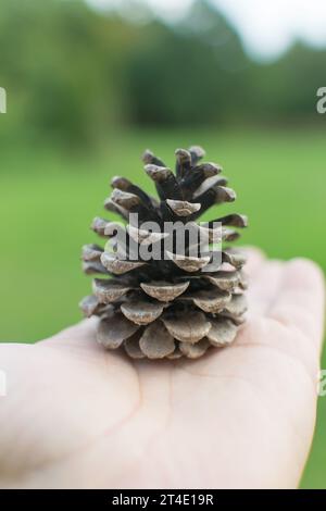 Trockener Fichtenkegel in der Hand Stockfoto