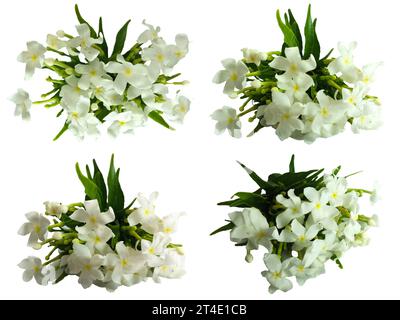 Set Crepe Jasmin Blumen aus der Nähe auf weißem Hintergrund. Jasminblüten blühen das ganze Jahr über. Stockfoto