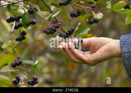 Hand pflückt Beeren Apfelbeere von einem Zweig, Nahaufnahme Stockfoto