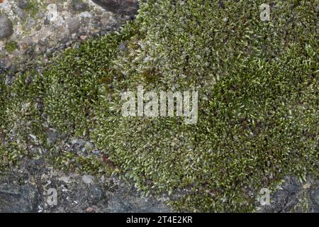 Silbermoos, Silber-Birnmoos, in den Fugen, Ritzen zwischen Betonplatten, Bryum argenteum, silbergrünes Bryum-Moos, silbernes Fadenmoos, le Bryum d'AR Stockfoto