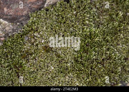 Silbermoos, Silber-Birnmoos, in den Fugen, Ritzen zwischen Betonplatten, Bryum argenteum, silbergrünes Bryum-Moos, silbernes Fadenmoos, le Bryum d'AR Stockfoto