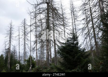 Fichten, Fichte sind vertrocknet und durch Borkenkäfer Geschaedigt, Fichtenwald, Fichtenwälder, Nadelwälder, Nadelwald, Fichtensterben, Waldsterben, Kl Stockfoto