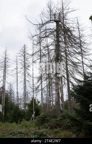 Fichten, Fichte sind vertrocknet und durch Borkenkäfer Geschaedigt, Fichtenwald, Fichtenwälder, Nadelwälder, Nadelwald, Fichtensterben, Waldsterben, Kl Stockfoto