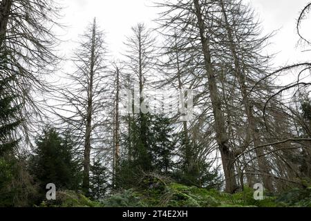 Fichten, Fichte sind vertrocknet und durch Borkenkäfer Geschaedigt, Fichtenwald, Fichtenwälder, Nadelwälder, Nadelwald, Fichtensterben, Waldsterben, Kl Stockfoto