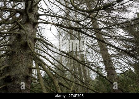 Fichten, Fichte sind vertrocknet und durch Borkenkäfer Geschaedigt, Fichtenwald, Fichtenwälder, Nadelwälder, Nadelwald, Fichtensterben, Waldsterben, Kl Stockfoto