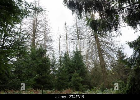 Fichten, Fichte sind vertrocknet und durch Borkenkäfer Geschaedigt, Fichtenwald, Fichtenwälder, Nadelwälder, Nadelwald, Fichtensterben, Waldsterben, Kl Stockfoto