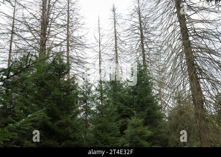 Fichten, Fichte sind vertrocknet und durch Borkenkäfer Geschaedigt, Fichtenwald, Fichtenwälder, Nadelwälder, Nadelwald, Fichtensterben, Waldsterben, Kl Stockfoto