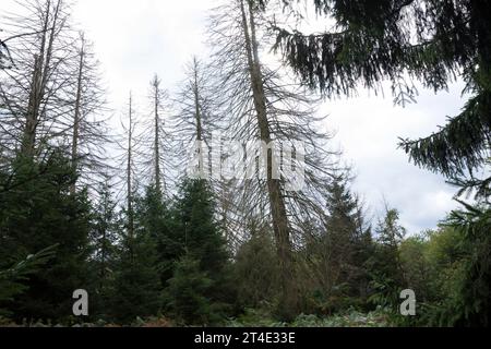 Fichten, Fichte sind vertrocknet und durch Borkenkäfer Geschaedigt, Fichtenwald, Fichtenwälder, Nadelwälder, Nadelwald, Fichtensterben, Waldsterben, Kl Stockfoto