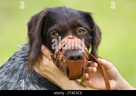 Die Hände des Besitzers legten dem Hund einen Ledermaulkorb auf Stockfoto
