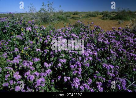 Phacelia, Wüste Schildkröte natürlichen Area, Kalifornien Stockfoto